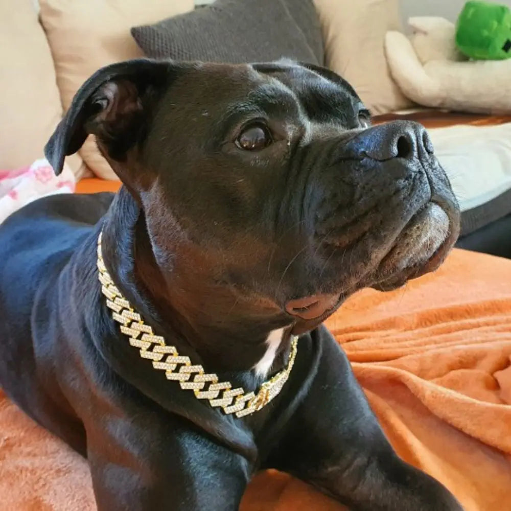 Luxury Harness Chain Collar